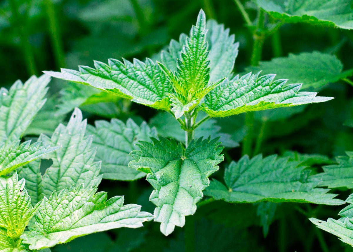 Крапива (фото из открытых источников)