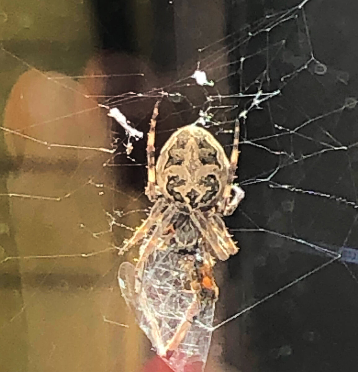 Anni Merelill. Haapsalu