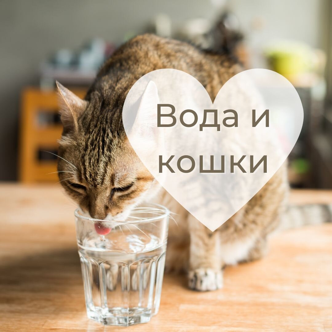 Как заставить кошку пить