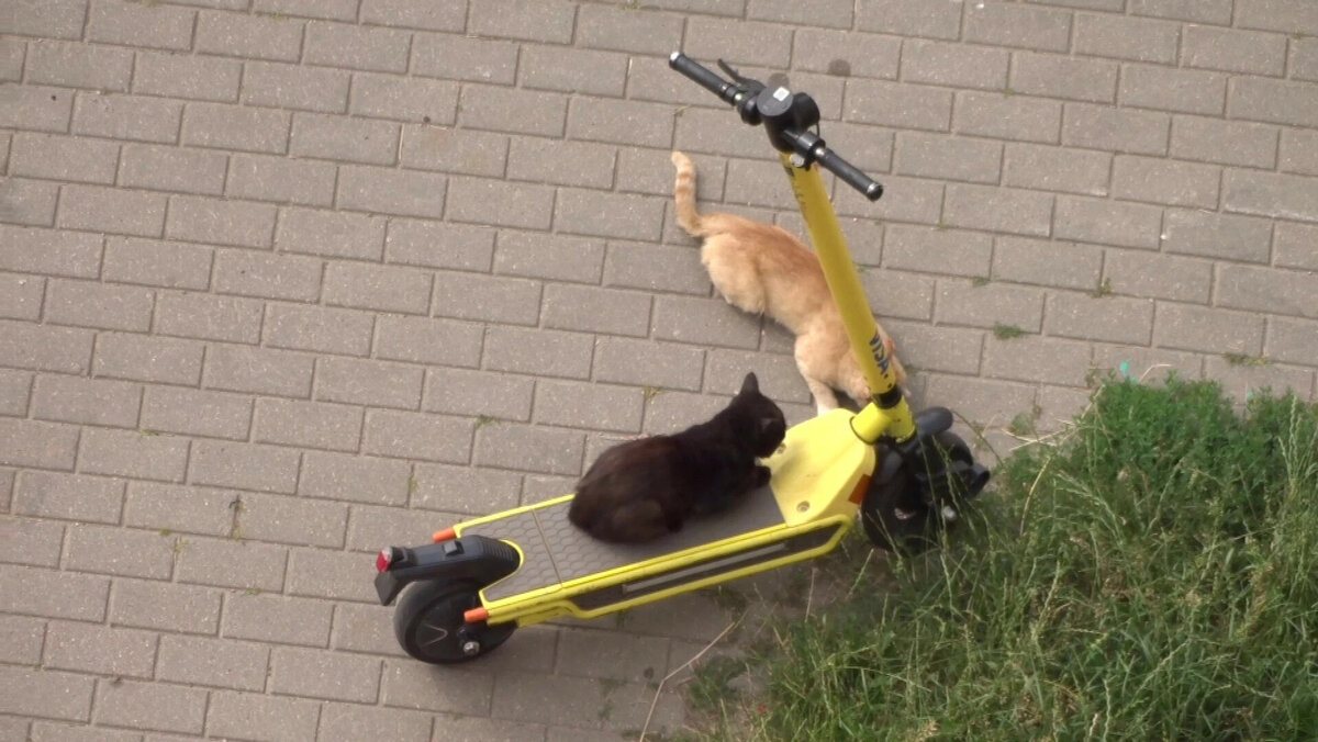 Разборка Чёрного и Рыжего