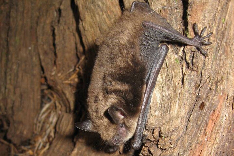     Жителей Петербурга попросили опасаться летучих мышей / Фото: Дирекция ООПТ Санкт-Петербурга