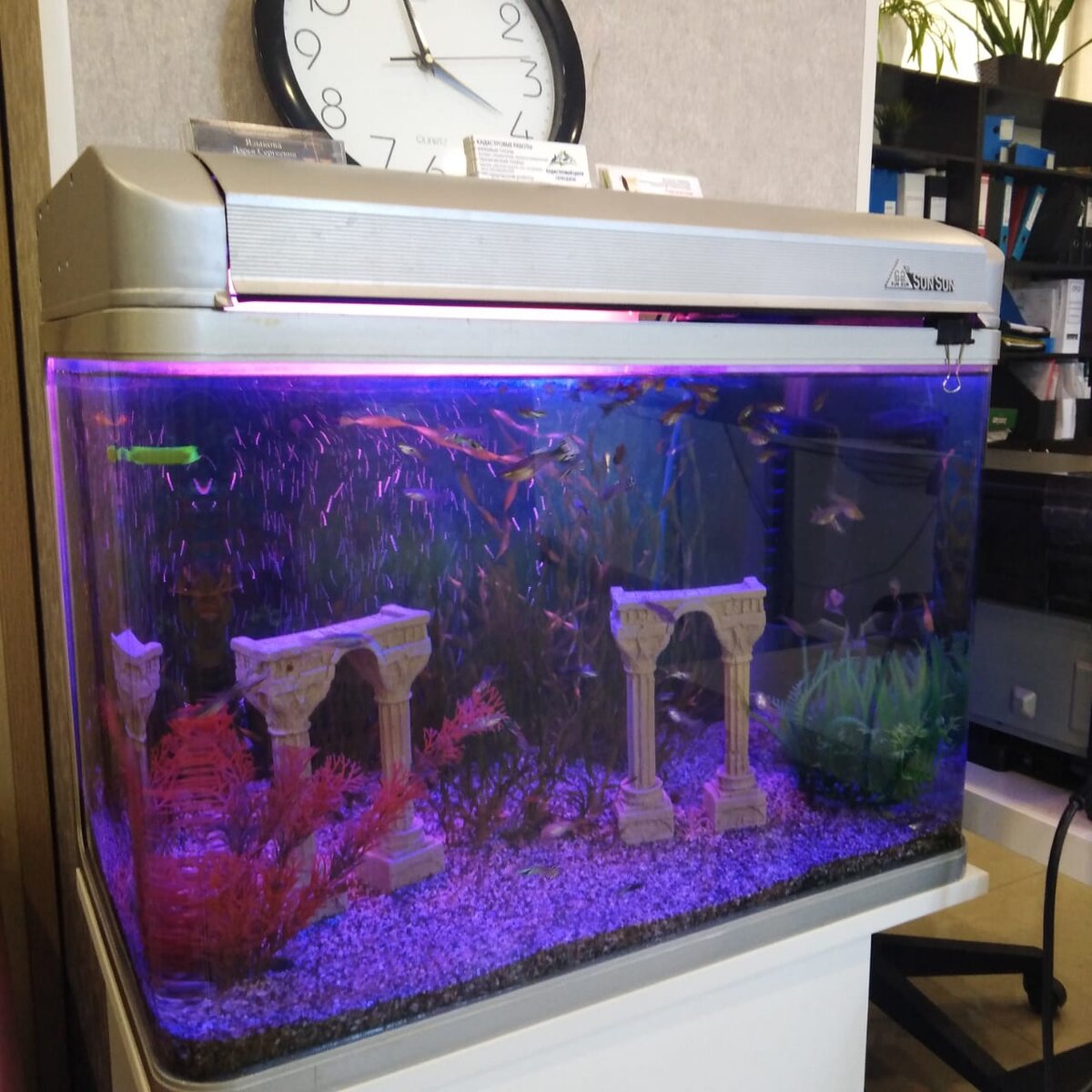 А это уже наш Рыбколхоз