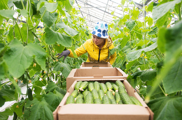 Во время сбора урожая огурцов в теплице. Фото © ТАСС / Артур Лебедев