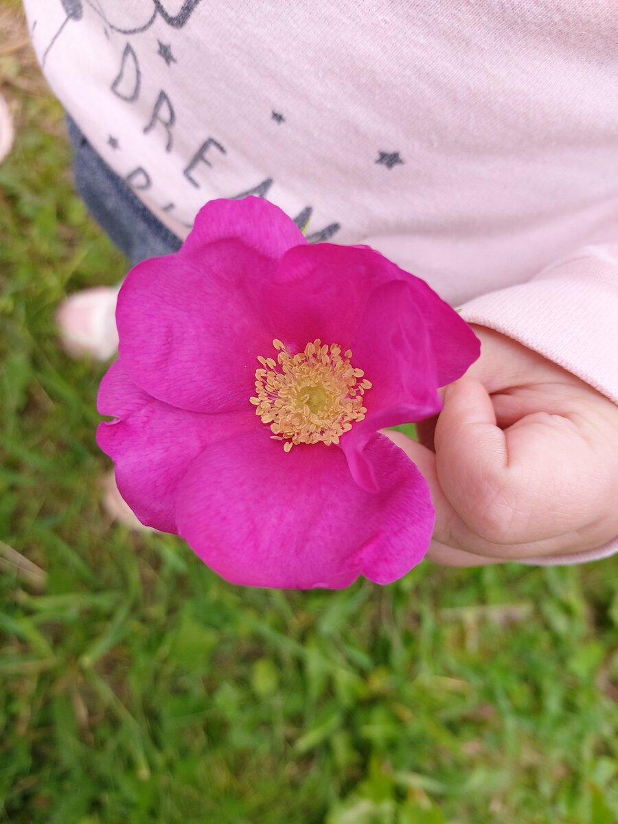 Собирали цвета 