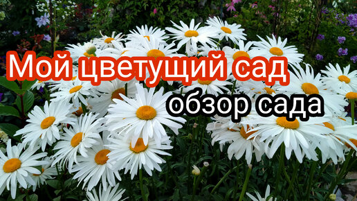 ОБЗОР САДА В НАЧАЛЕ АВГУСТА 🤗💐