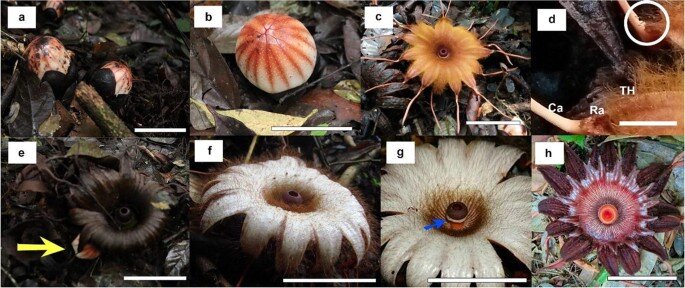         (Rafflesia)    (Rafflesiaceae)     (Malpighiales).-33-5