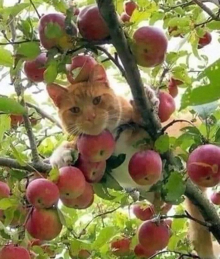 37 самых смешных фотографий Кошачьих морд:)