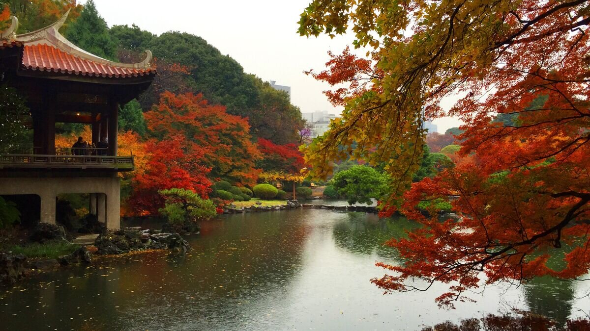    Парк Синдзюку-гёэн в ТокиоCC BY-SA 4.0 / AllisonMiller / Autumn leaves in Shinjuku Park in the rain / Cropped image