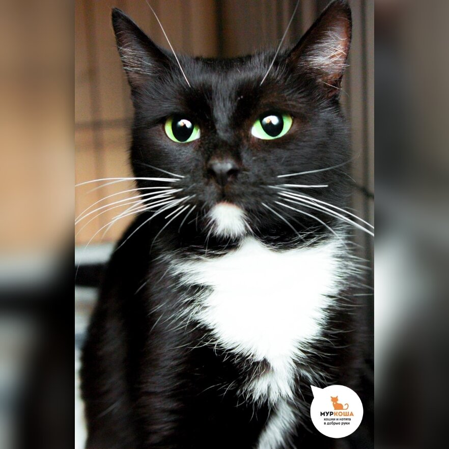 Любопытную Дориду нашли на улице, кошечка сразу пошла на руки.