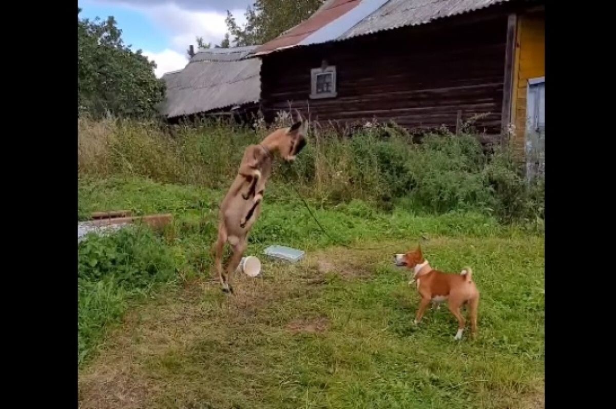    Под Тверью на видео сняли игру козла с собакой