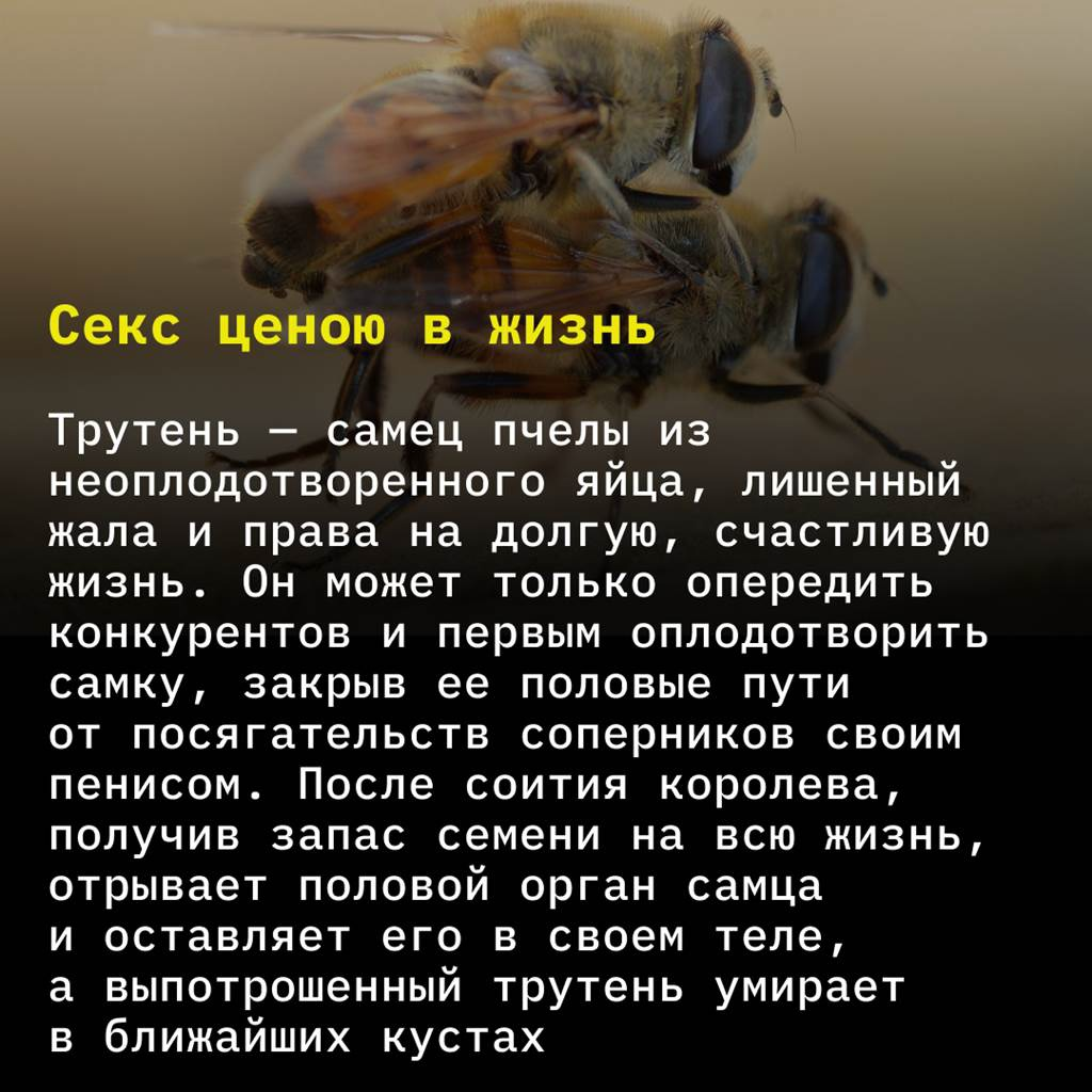 Животная страсть, от которой вы будете в шоке: как самцы и самки занимаются  сексом | TechInsider | Дзен