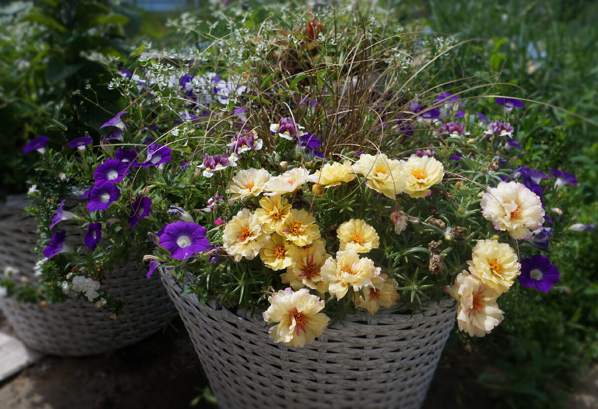 Одна из лучших композиций в моем саду!