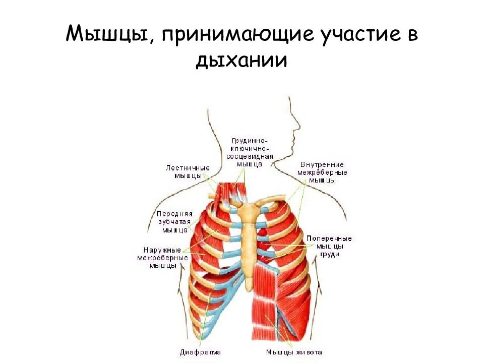 Вон их сколько.