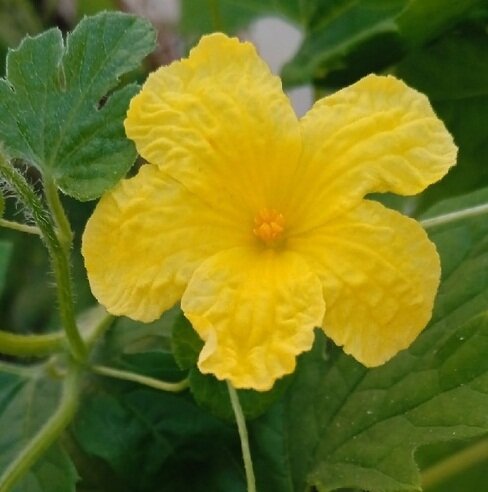 мужской(тычиночный) цветок момордики