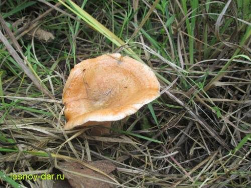 Рыжик еловый (фото с блога "Лесная кладовая" https://lesnoy-dar.ru/