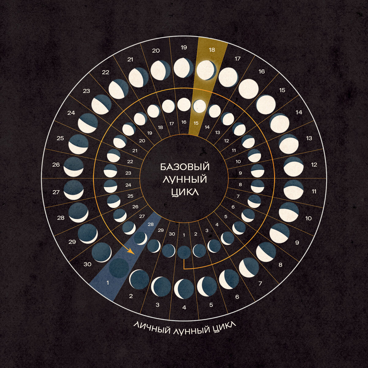 Индивидуальные лунные циклы: альтернативный подход к расчету лунных суток |  lunai | Дзен