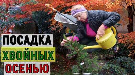 Посадка хвойных осенью!Как не совершить четыре распространенные ошибки при посадке_