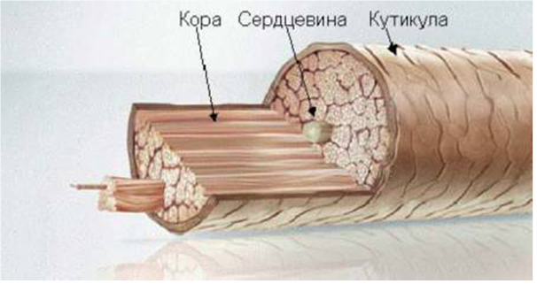 Строение волоса и волосяного покрова млекопитающих.