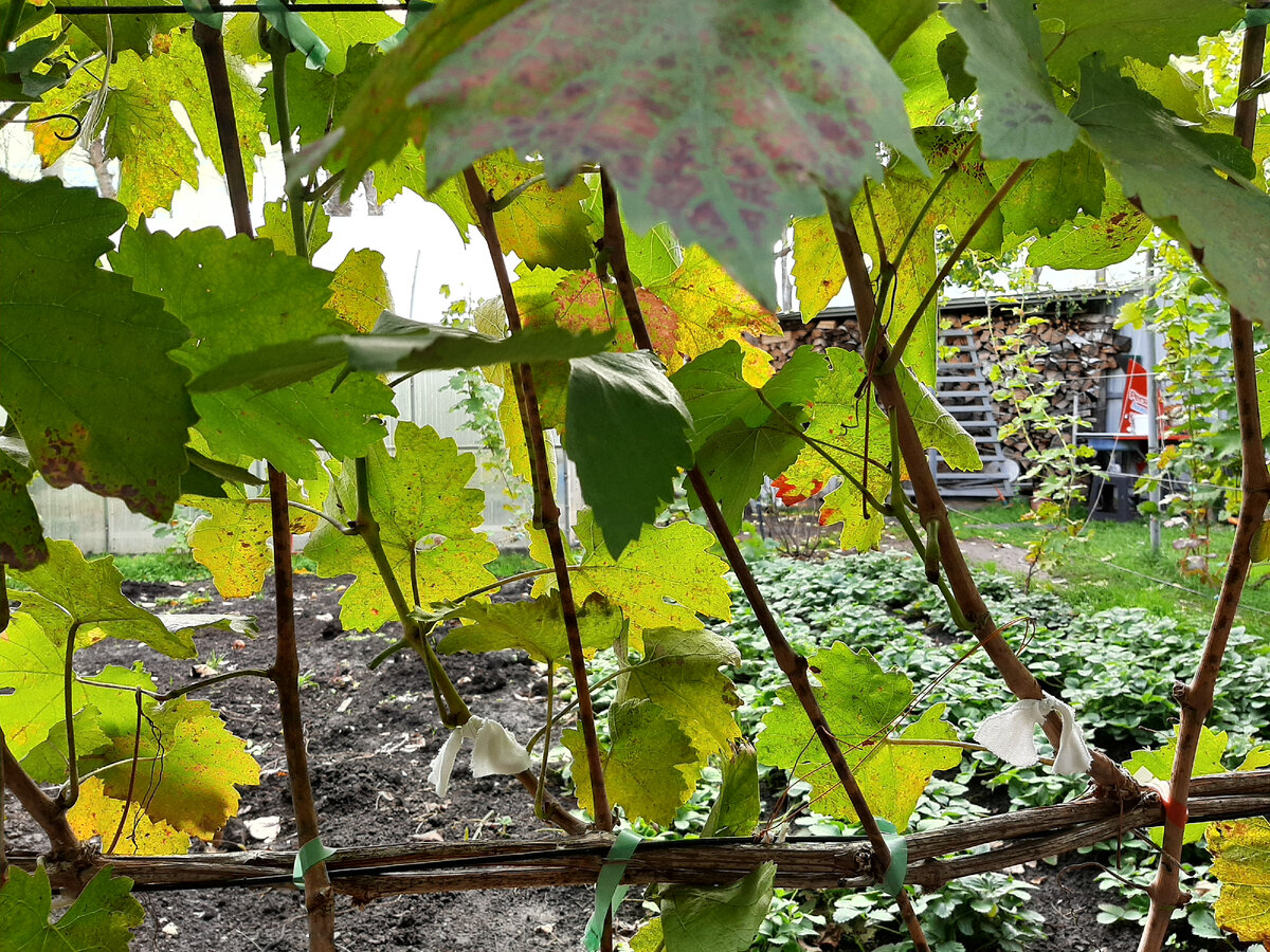 Всё гениальное просто. Не пугайтесь обрезать виноград- это очень просто и увлекательно.