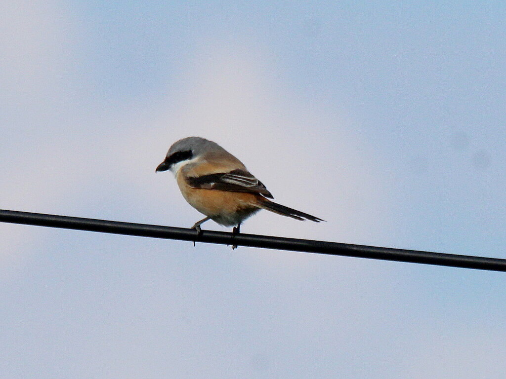 Тот самый залетный сорокопут. Фото Андрея Баздырева