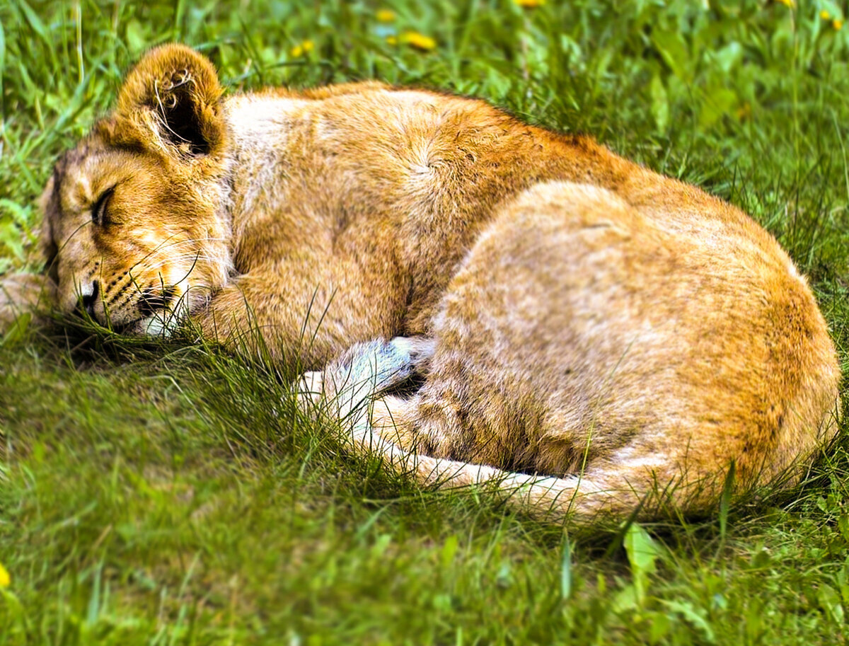 Добавьте описание