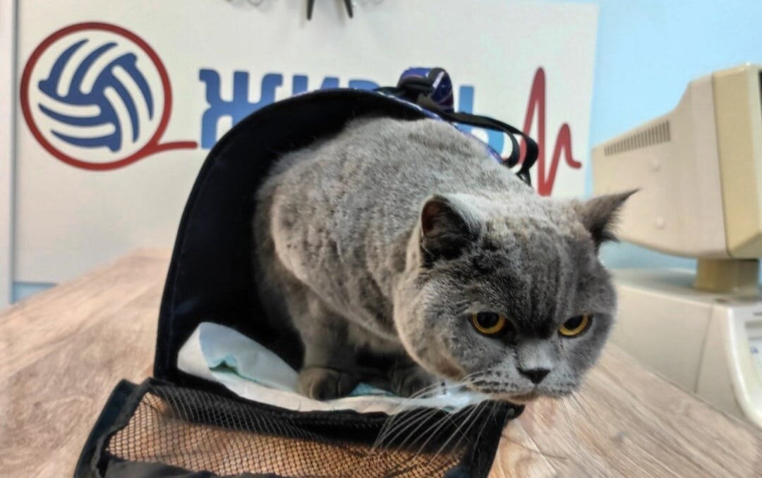 Лечение цистита коту в ветеринарной клинике в Калуге "Жизнь"