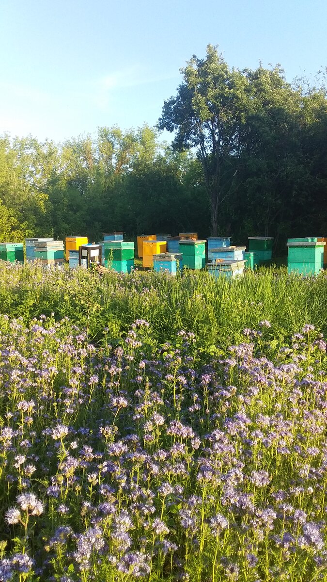 Фацелия на пасеке