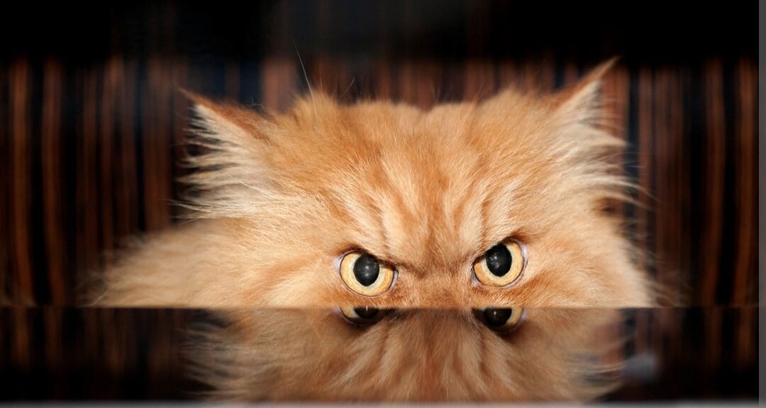  Источник фото: Damion.club