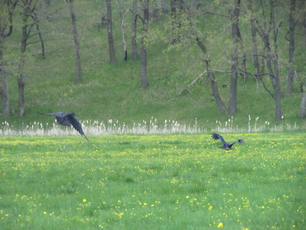 Летящие вороны, вид сзади