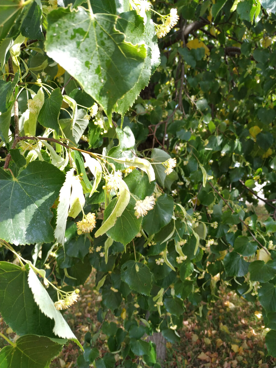 Фото автора. У меня нет фотографий бабушкиной деревни. Но это фото, сделанное относительно недавно, отчасти передает теплое и солнечное время моего детства
