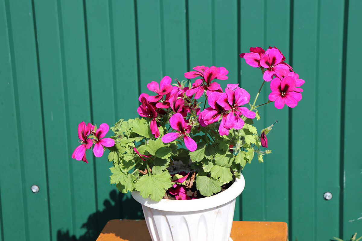 Королевская герань