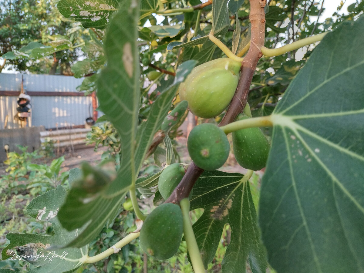 А еще дружно созревает инжир ))