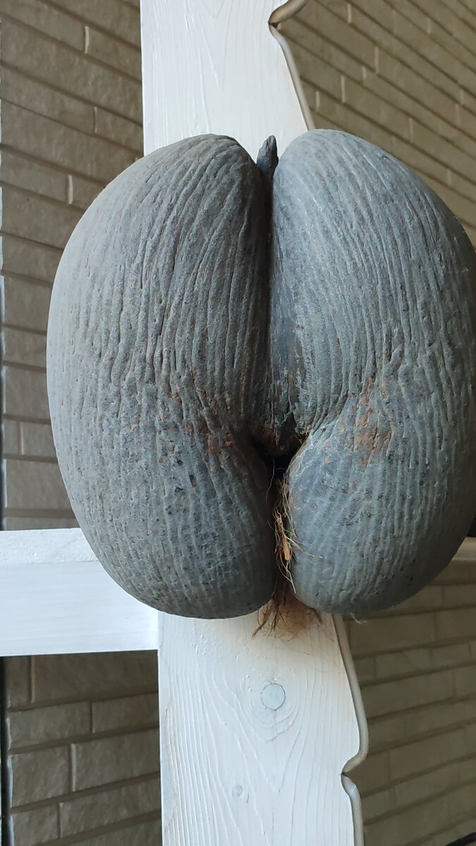 Орешек с Сейшельских островов. 