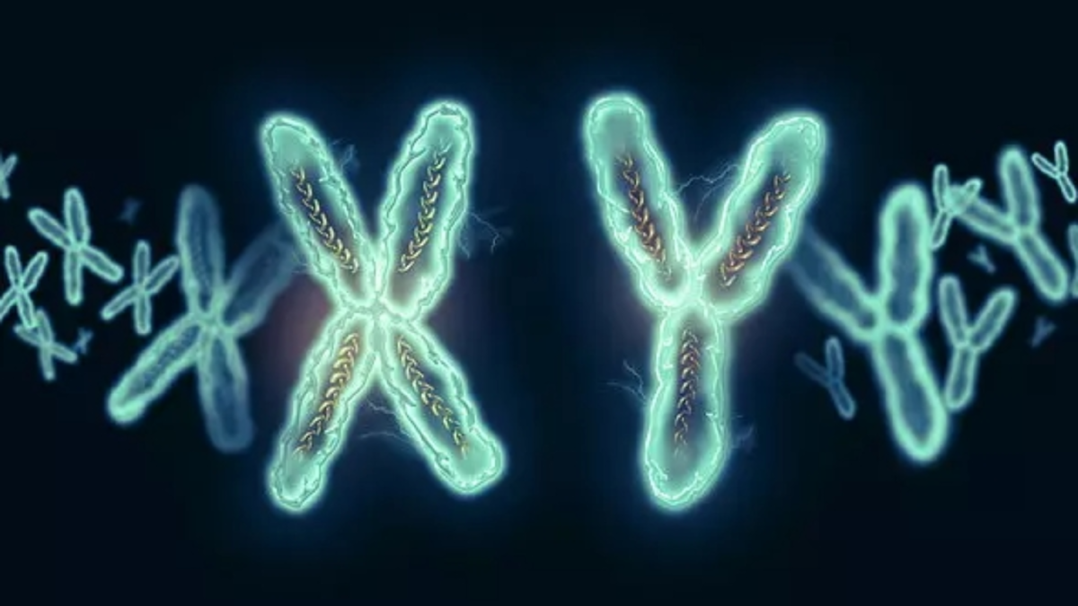 Содержит хромосому x и y. Генетика хромосомы. X И Y хромосомы. Игрек хромосома. Гены х хромосомы