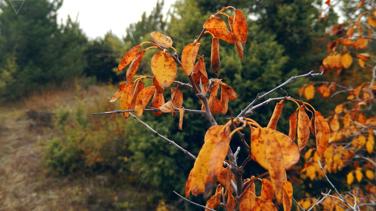 Осень на Крокодиле. Листайте галерею, чтобы увидеть больше фотографий.