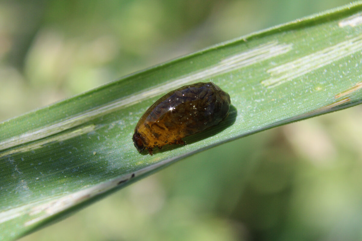 https://agrobaseapp.com/belarus/pest/piavitsa-obyknovennaia