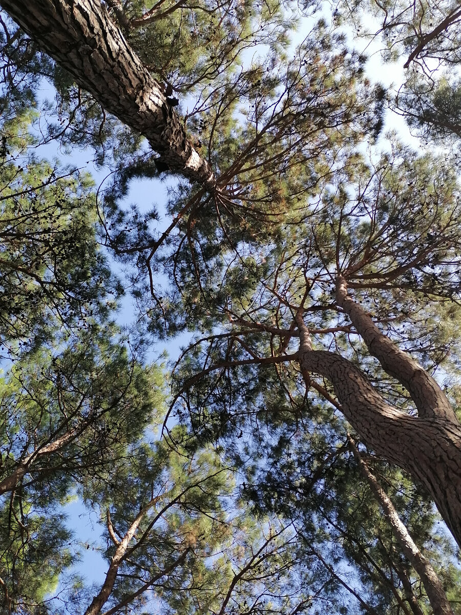 Если поднять голову, то вот такая красота получается. Набережная г.Геленджик. Фото автора. 2023г. 