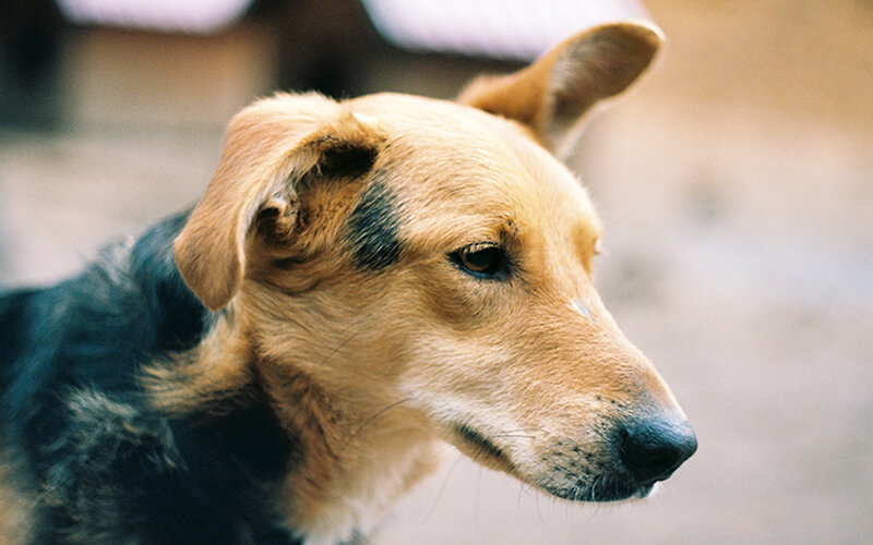 Я подчеркиваю: если собака проявляет ненормальное поведение, сначала приведите ее к ветеринару. Фото Jana Shnipelson/Unsplash