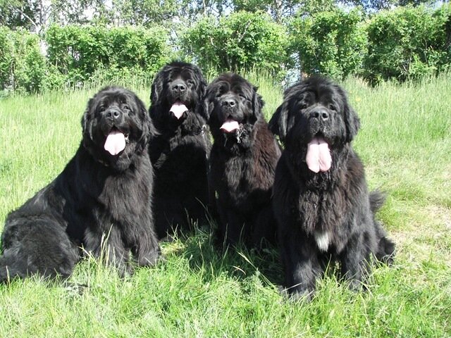 Пусть всегда будет Чара, пусть всегда будет Ося, пусть всегда будет Котя, пусть всегда будет Джи!