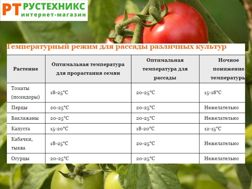 7 правил благополучной пикировки рассады