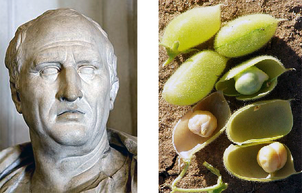 Марк Туллий Цицерон и нут