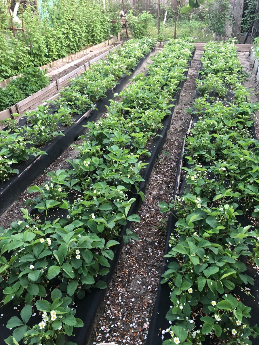 Плантации садовой земляники