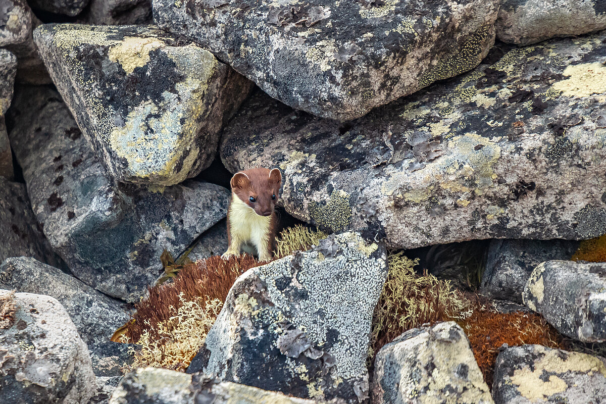 Хребет Анюйский, Билибинский район, Чукотский автономный округ