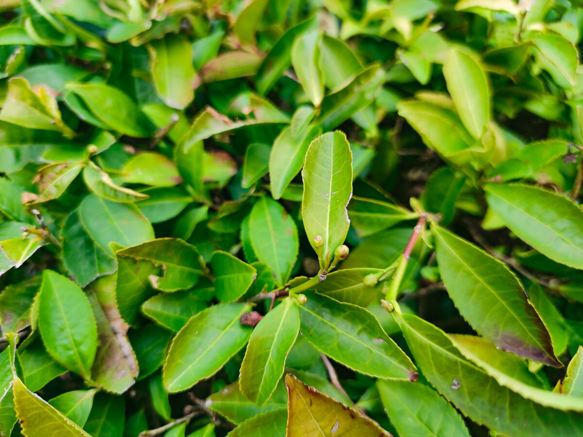 Скоро здесь появятся молодые сочные листики