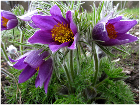 Сиреневое чудо