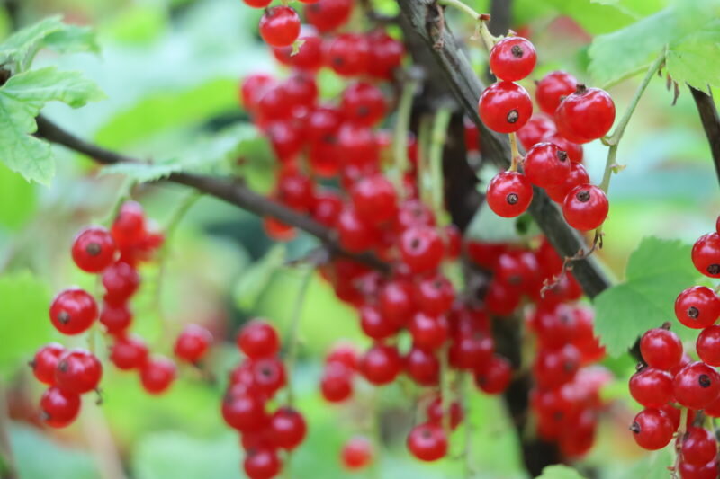 Смородина. (Фото используется по стандартной лицензии ©ogorodnye-shpargalki.ru)