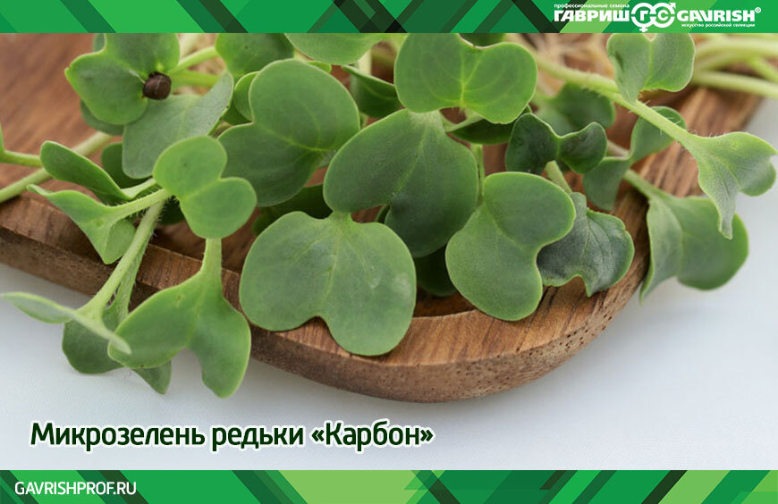 Микрозелень редьки Карбон от «Гавриш»