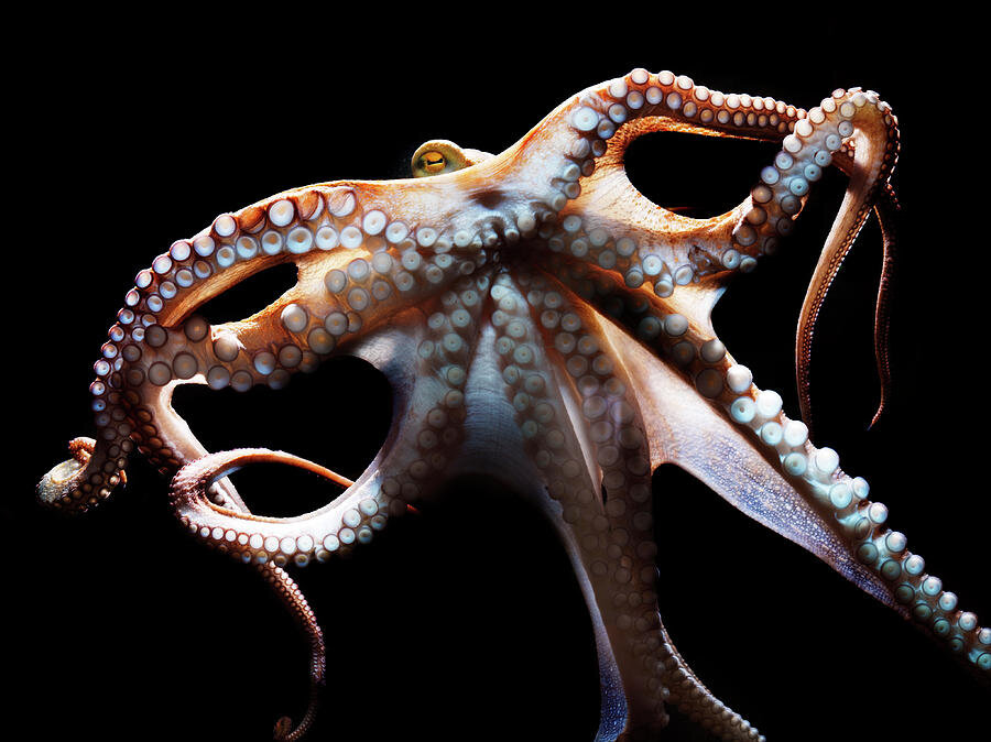 Обыкновенный осьминог (Octopus vulgaris). Фото: Henrik Sorensen.
