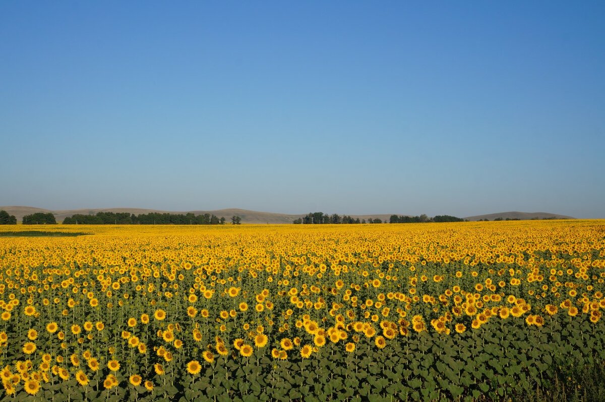 Подсолнух по дороге, фото автора 