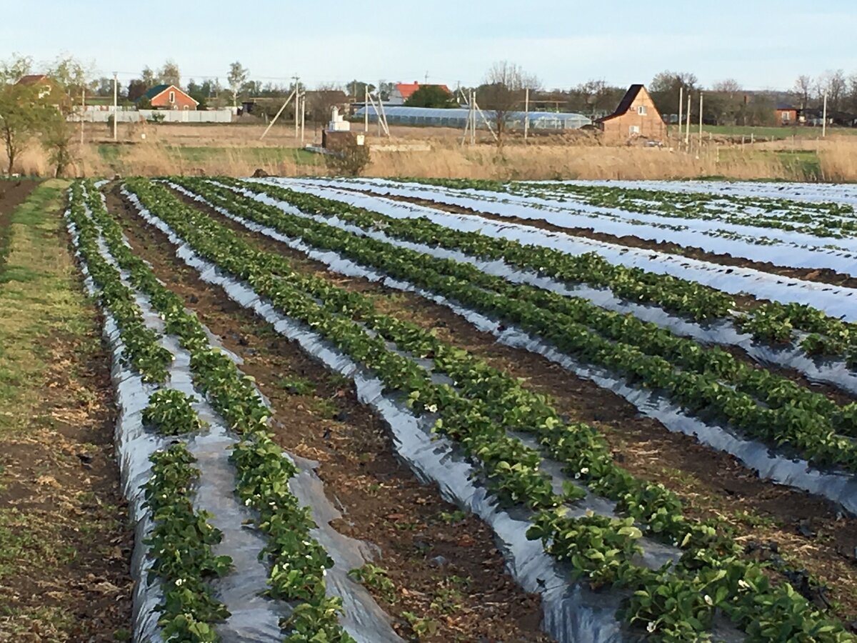 Клубника после зачистки